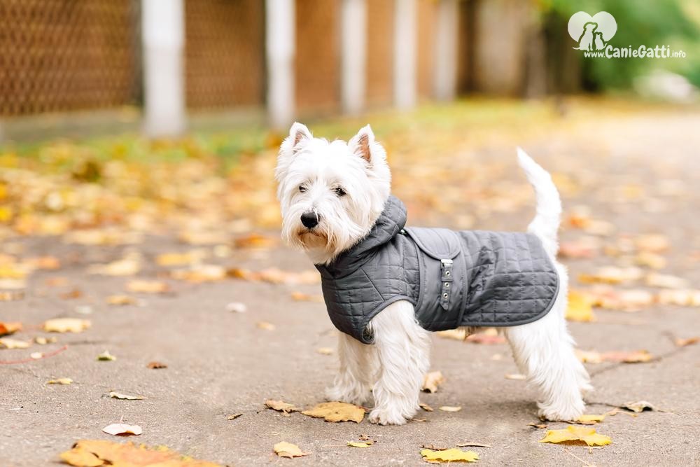 Cappottino per cani da compagnia giubbotto caldo da indossare durante il freddo invernale per cani di taglia piccola media e grande 