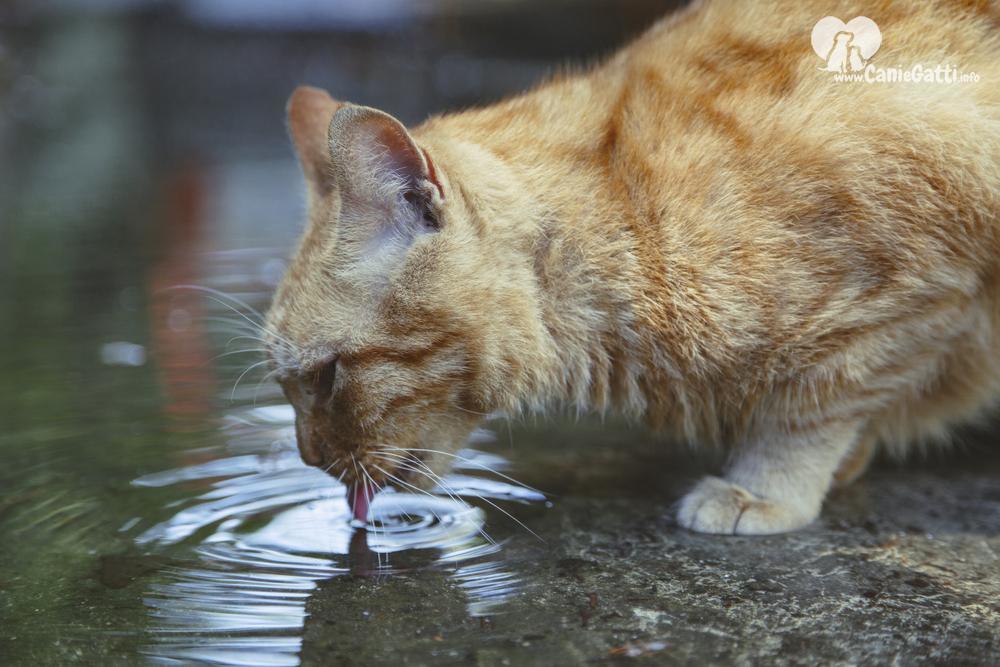 Giardia nel gatto sintomi - Giardia nel gatto sintomi. 5 Replies to “Giardia diéta.”