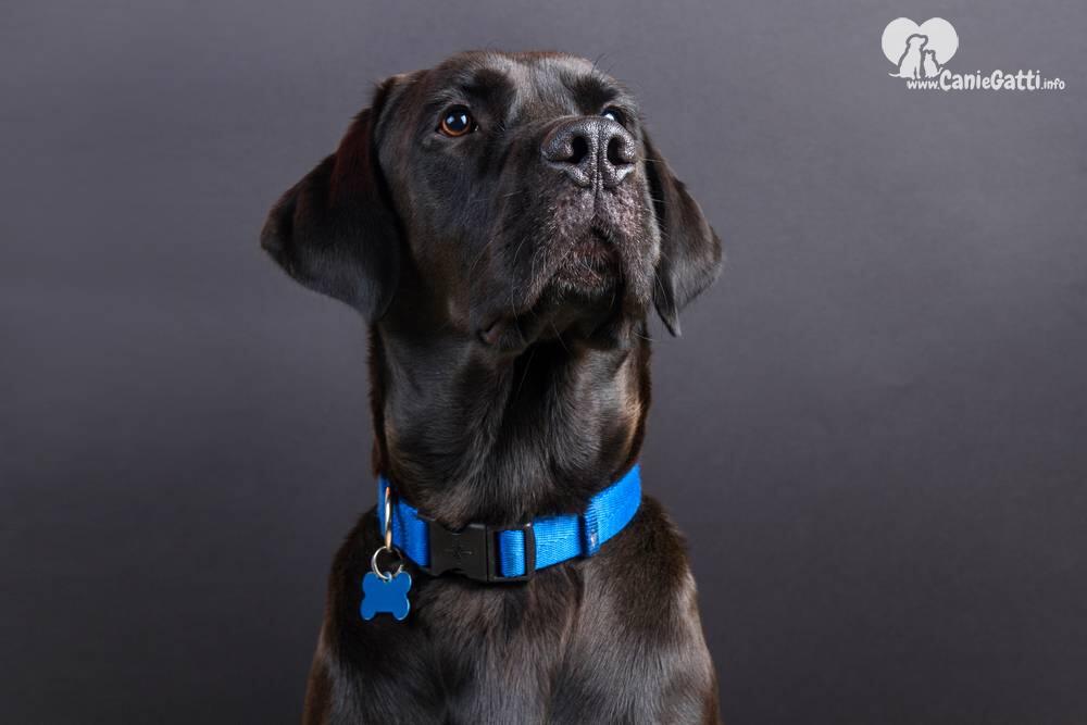 Rosso S FinukGo Collare per Cani Collare Regolabile e Resistente Collare per Cani in Denim Pesante per Cani di Taglia Media e Grande